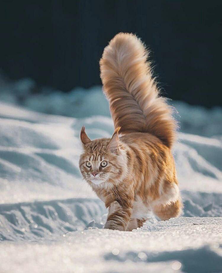 750x921, 96 Kb / кот, кошка, снег, рыжий