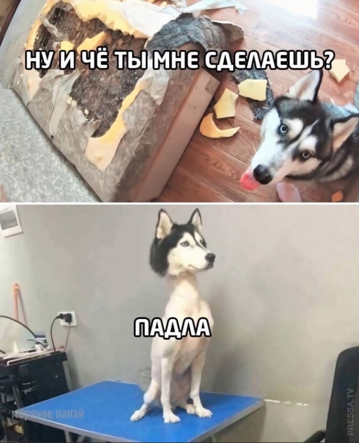 700x863, 87 Kb / собака, диван, стрижка, падла