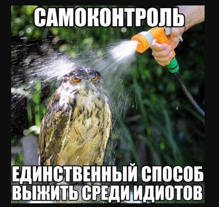 720x681, 83 Kb / сова, филин, самоконтроль