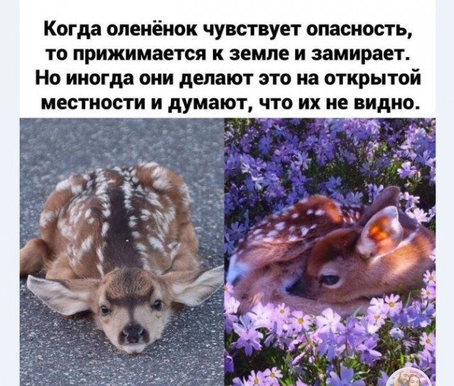 640x544, 92 Kb / Оленёнок, прижимается