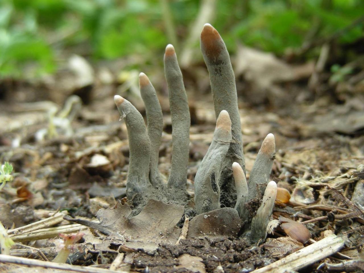 1280x960, 147 Kb / гриб, пальцы, мертвеца, Xylaria polymorpha