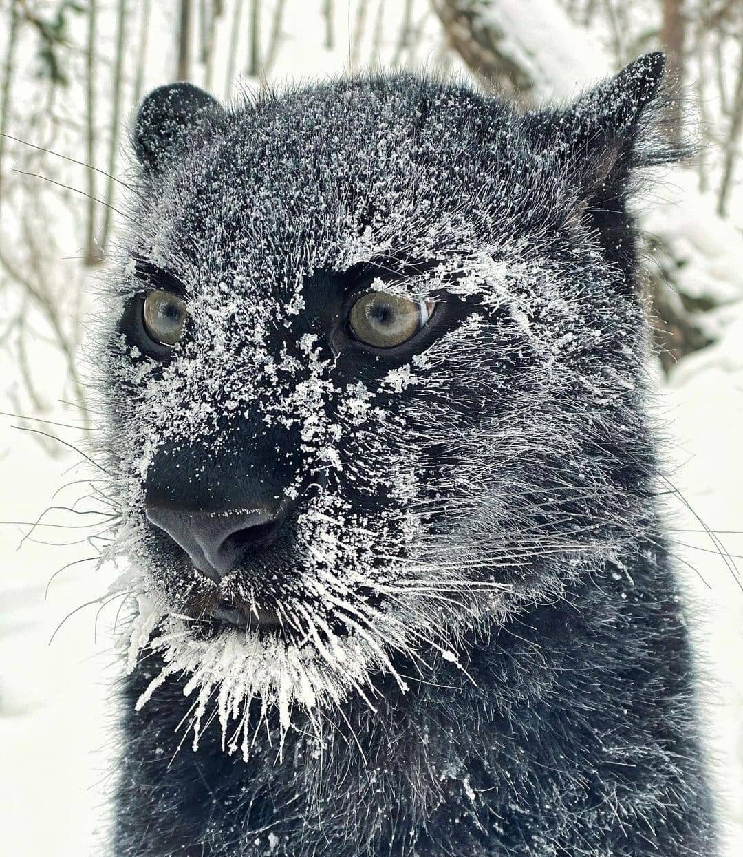 1080x1245, 326 Kb / кошка, пантера, иней
