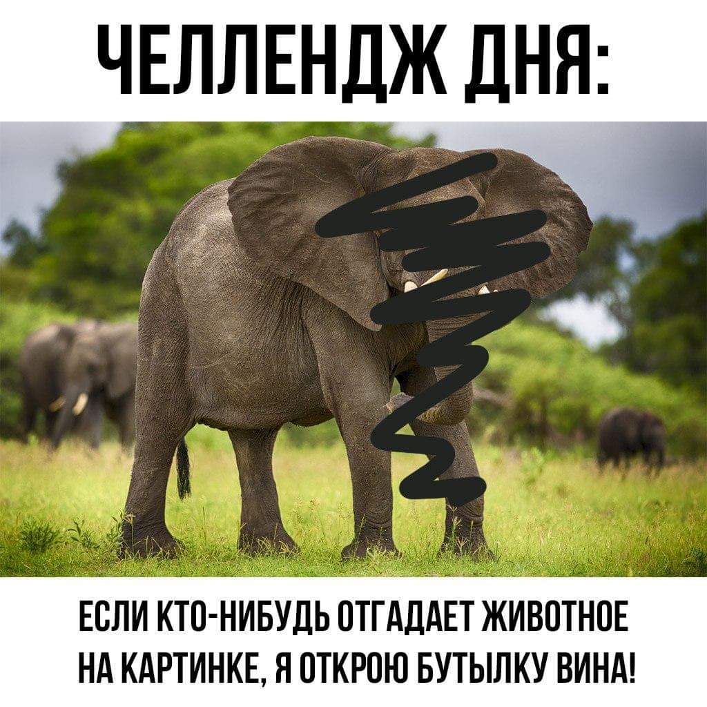 1024x1024, 123 Kb / слон, челлендж, вино, животное, загадка