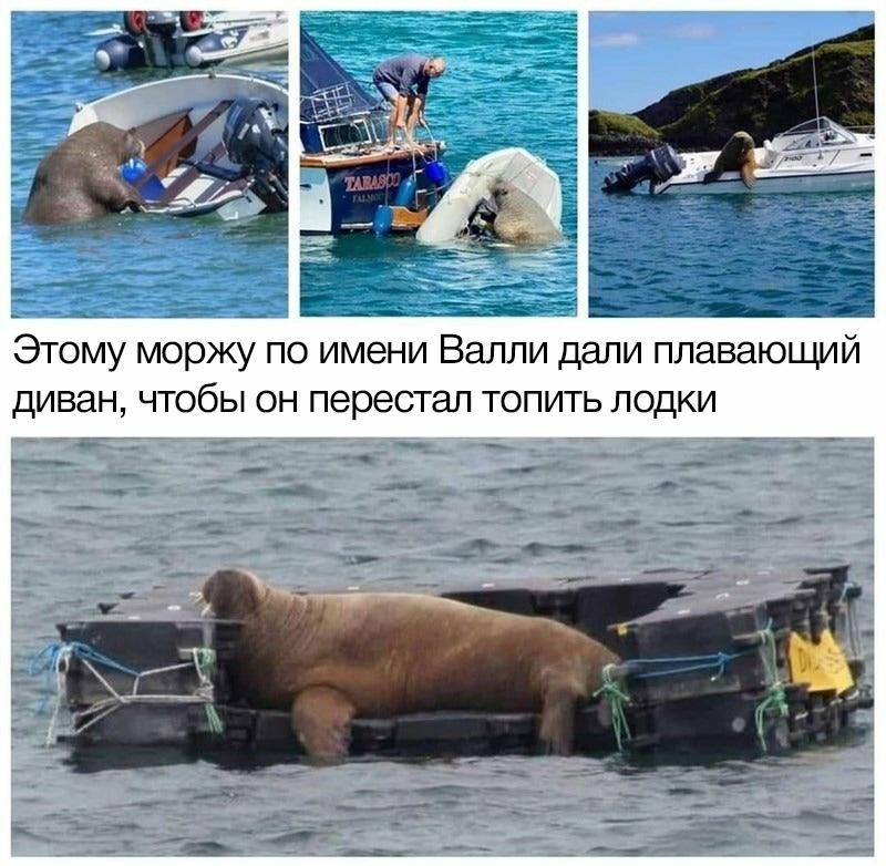 800x782, 103 Kb / морж, диван, лодка