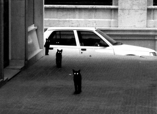500x363, 68 Kb / коты, ч/б