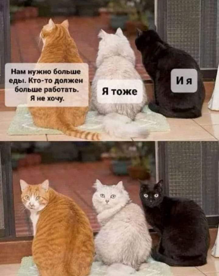 720x908, 54 Kb / Коты, взгляд, работа, рыжий