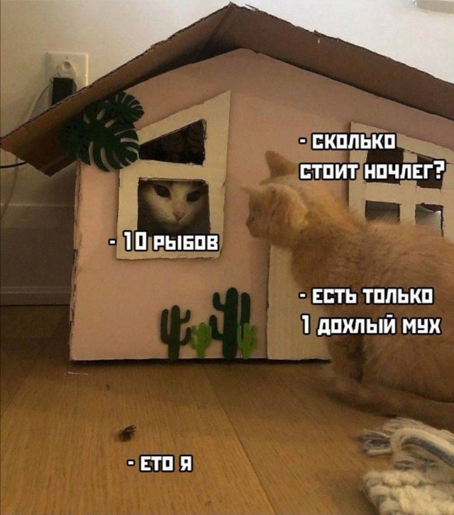 640x726, 98 Kb / кот, домик, муха, ночлег