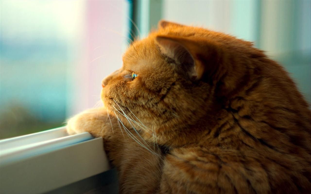 1280x800, 96 Kb / кот, рыжий