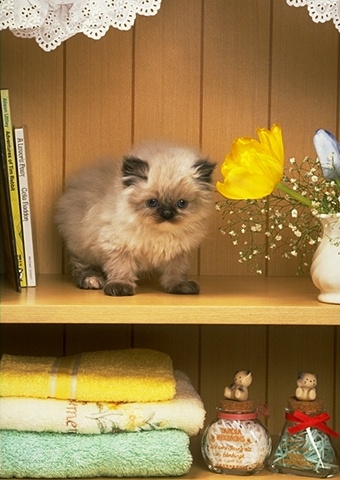 340x480, 99 Kb / котенок