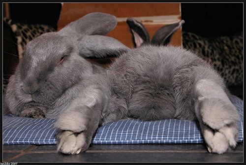 500x336, 39 Kb / кролик