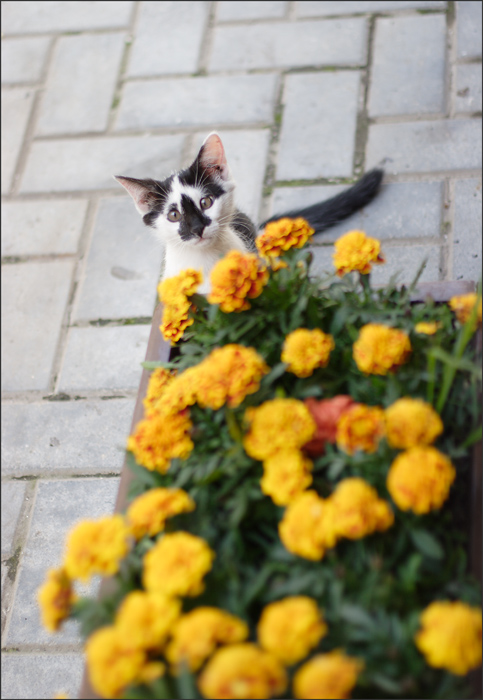 483x700, 173 Kb / кот, цветы