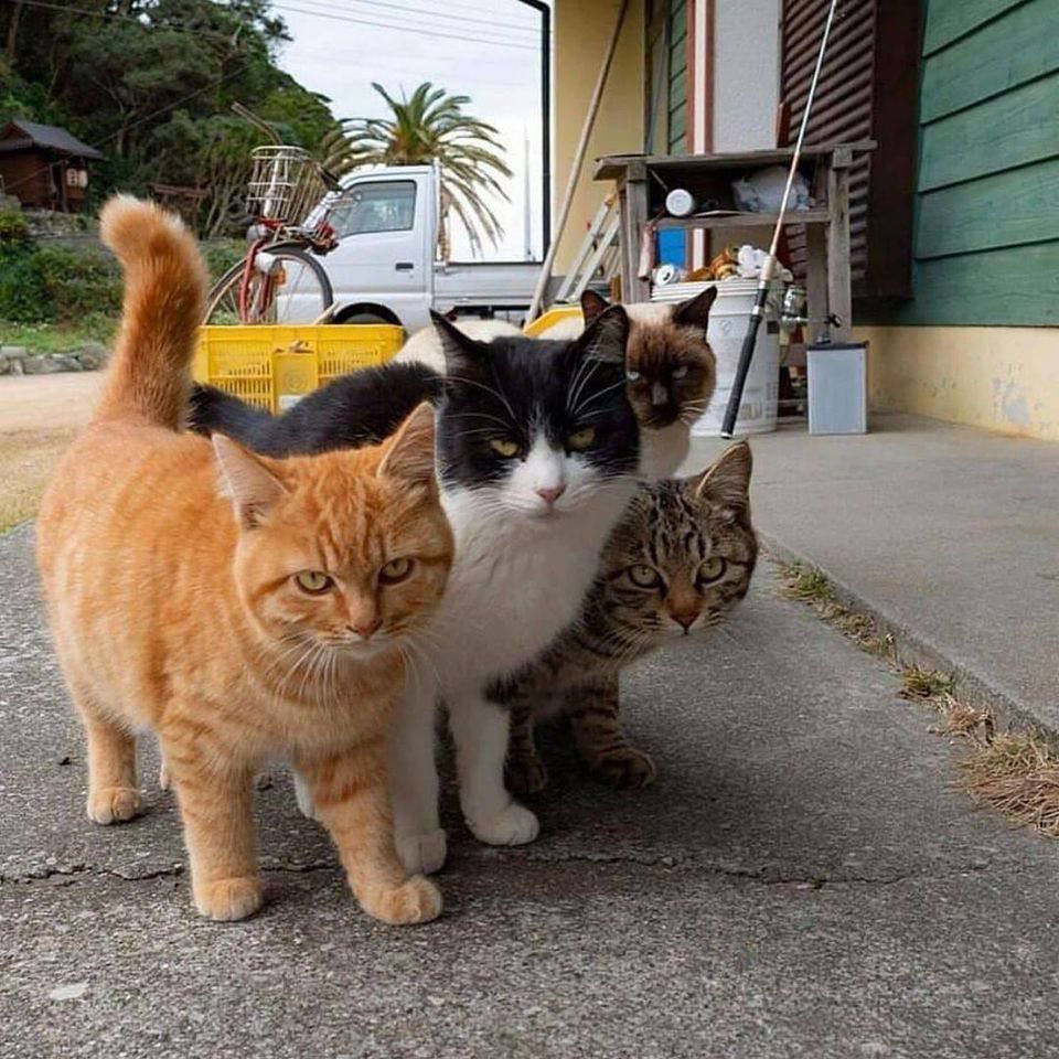 960x960, 190 Kb / Коты, кошки, удочка, велосипед, пальма