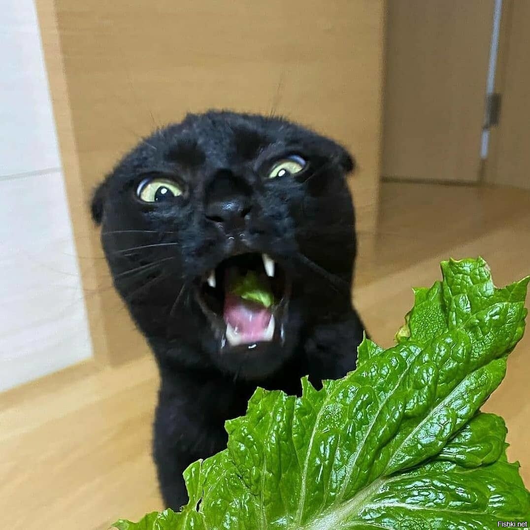 1076x1076, 136 Kb / кот, кошка, черный, салат, лист