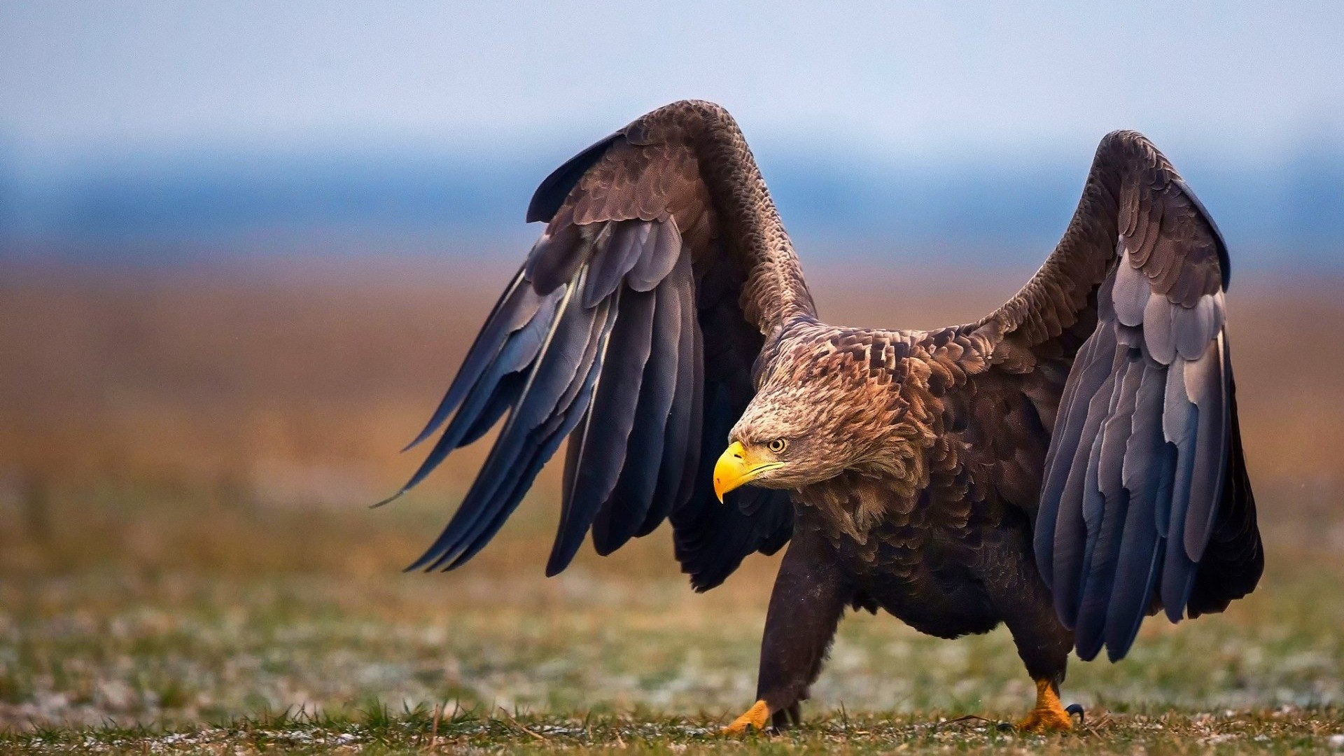 1920x1080, 465 Kb / орёл, степь