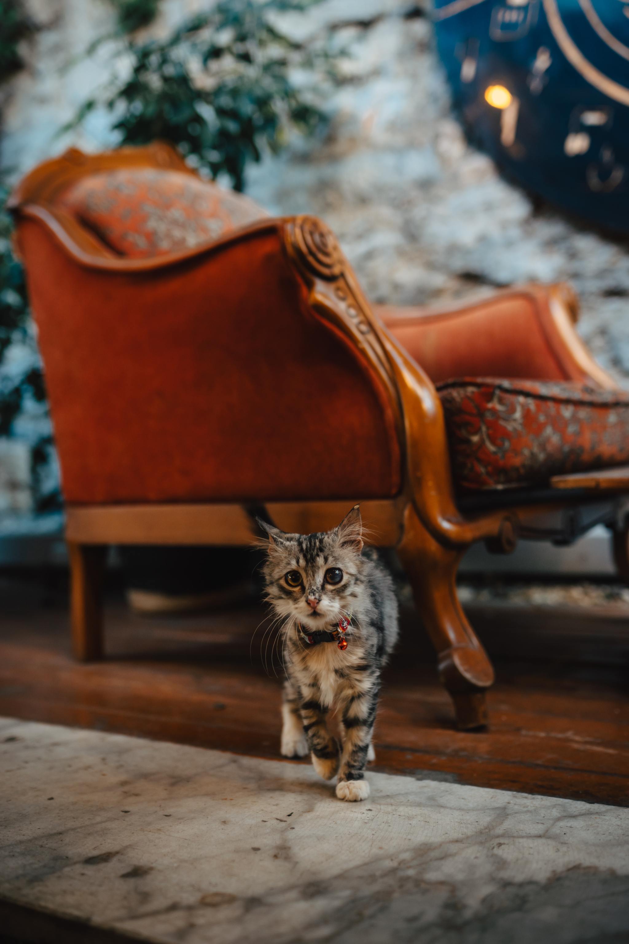 2048x3072, 310 Kb / кресло, кот, кошка, котенок, ошейник, колокольчик, бубенчик