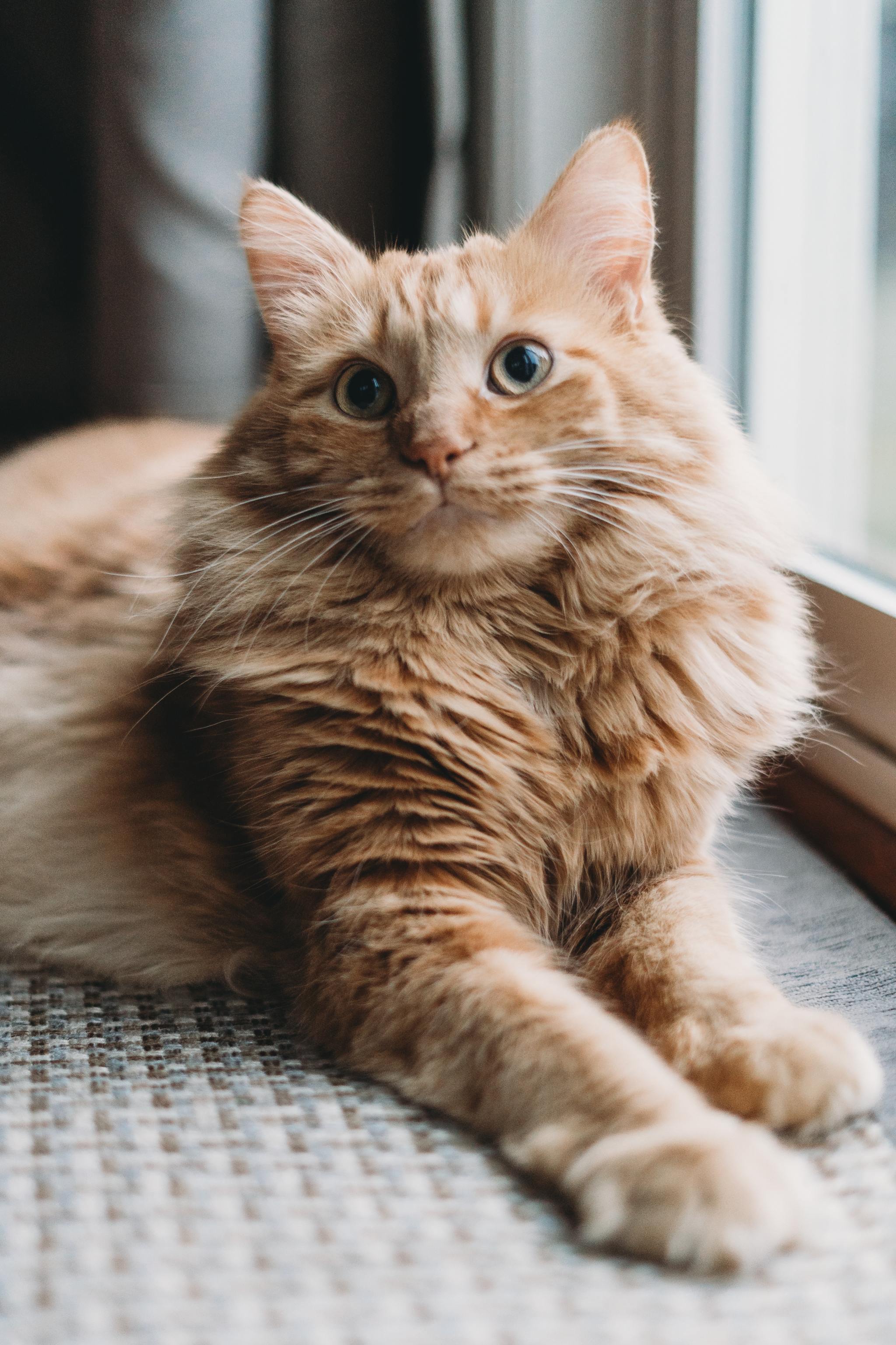 2048x3072, 629 Kb / кот, кошка
