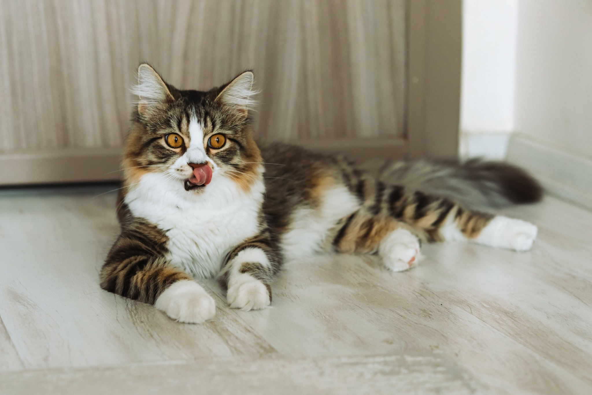 2048x1365, 406 Kb / кот, кошка, язык, облизывается