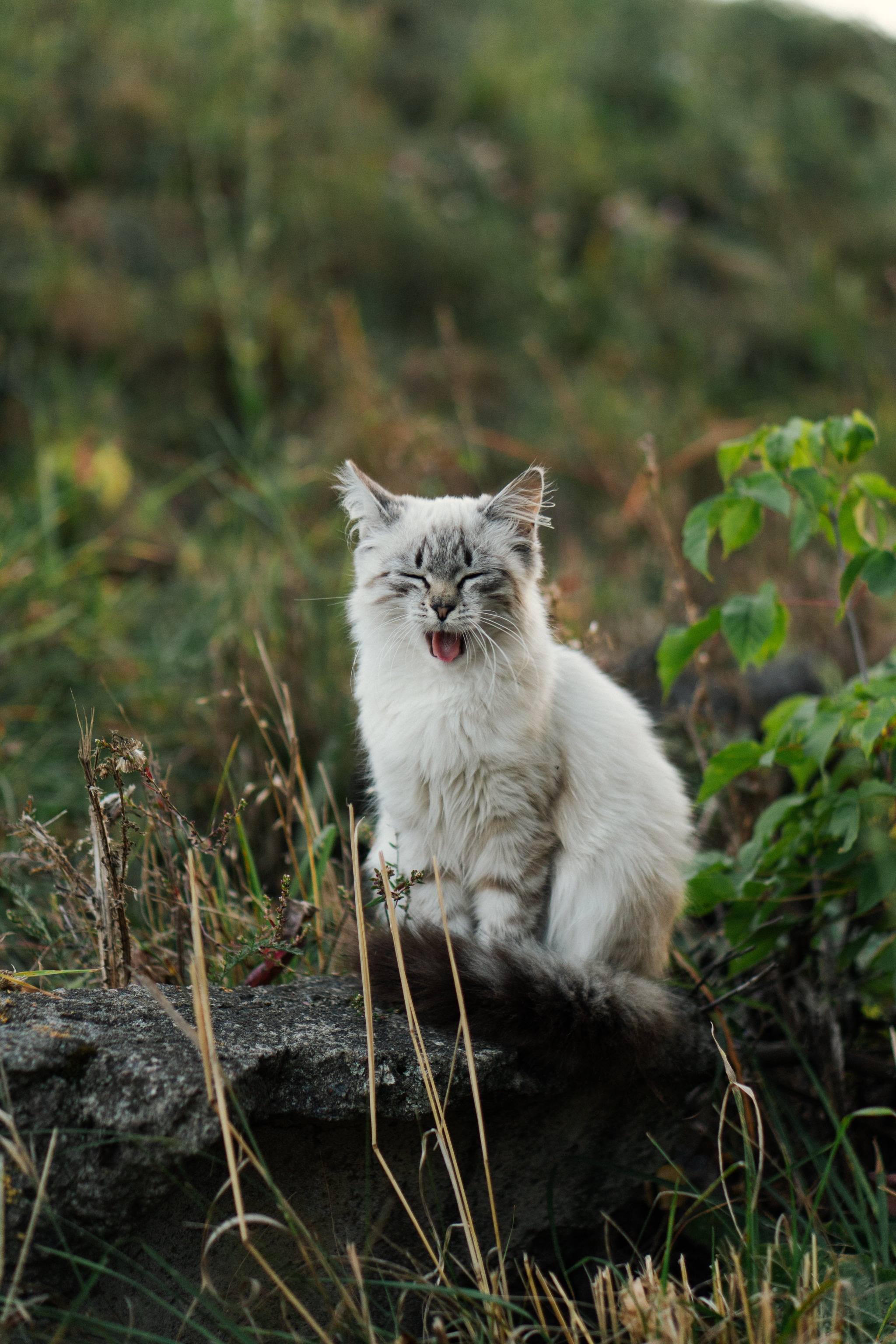 2048x3072, 620 Kb / Кот, кошка, зевает