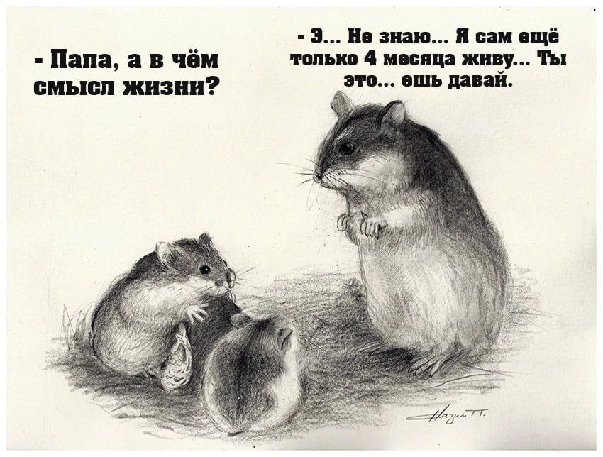 850x644, 108 Kb / Смысл, жизнь, смысл жизни, хомяк, мышь