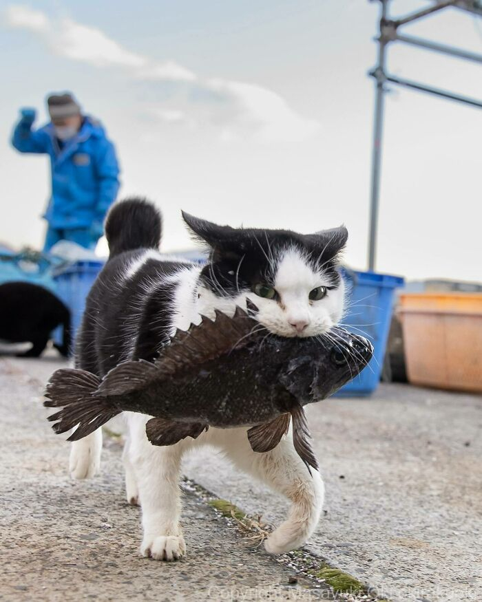 700x875, 289 Kb / Кот, кошка, рыба