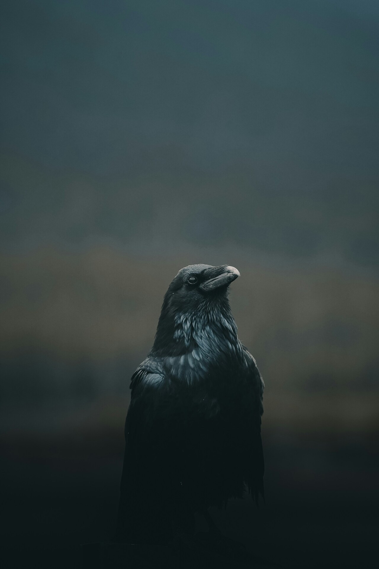 1280x1920, 161 Kb / Ворон