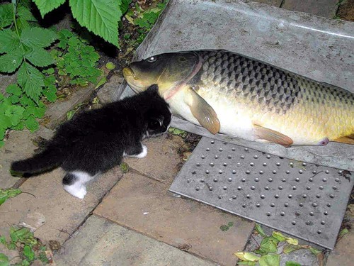 500x375, 73 Kb / котёнок, рыба, счастье