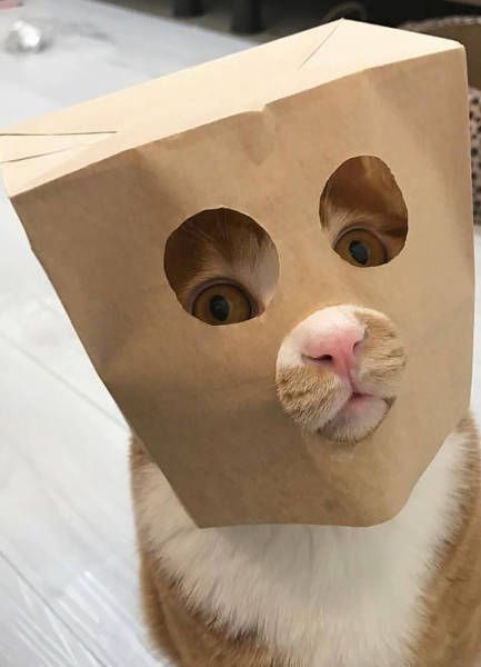 433x600, 33 Kb / кот, кошка, пакет, маска