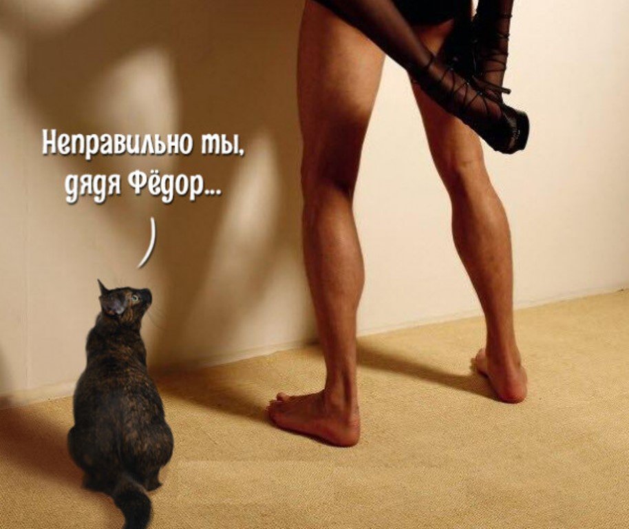 914x768, 96 Kb / Кот, ноги, дядя Федор