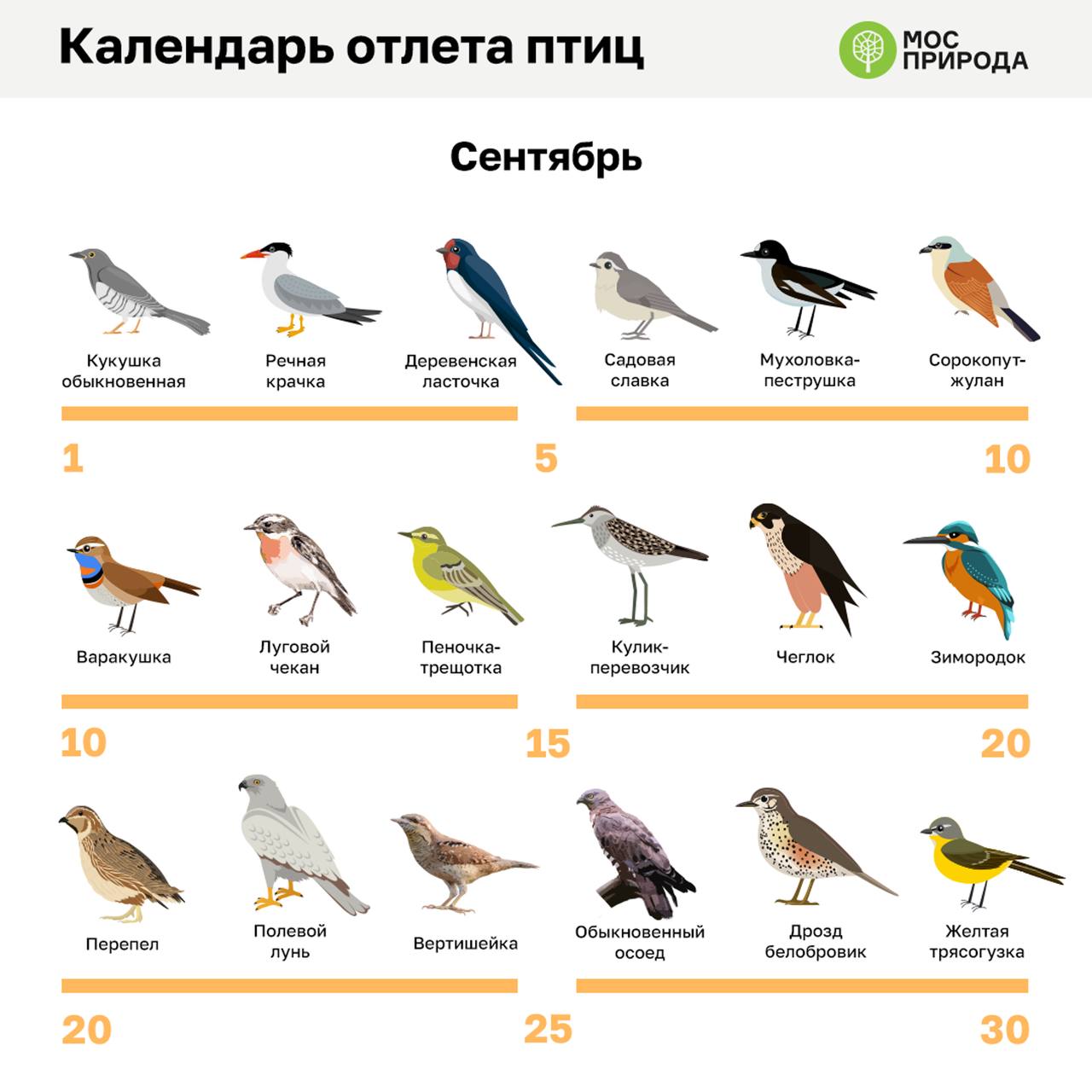 1280x1280, 102 Kb / календарь, птицы, сентябрь, кукуха