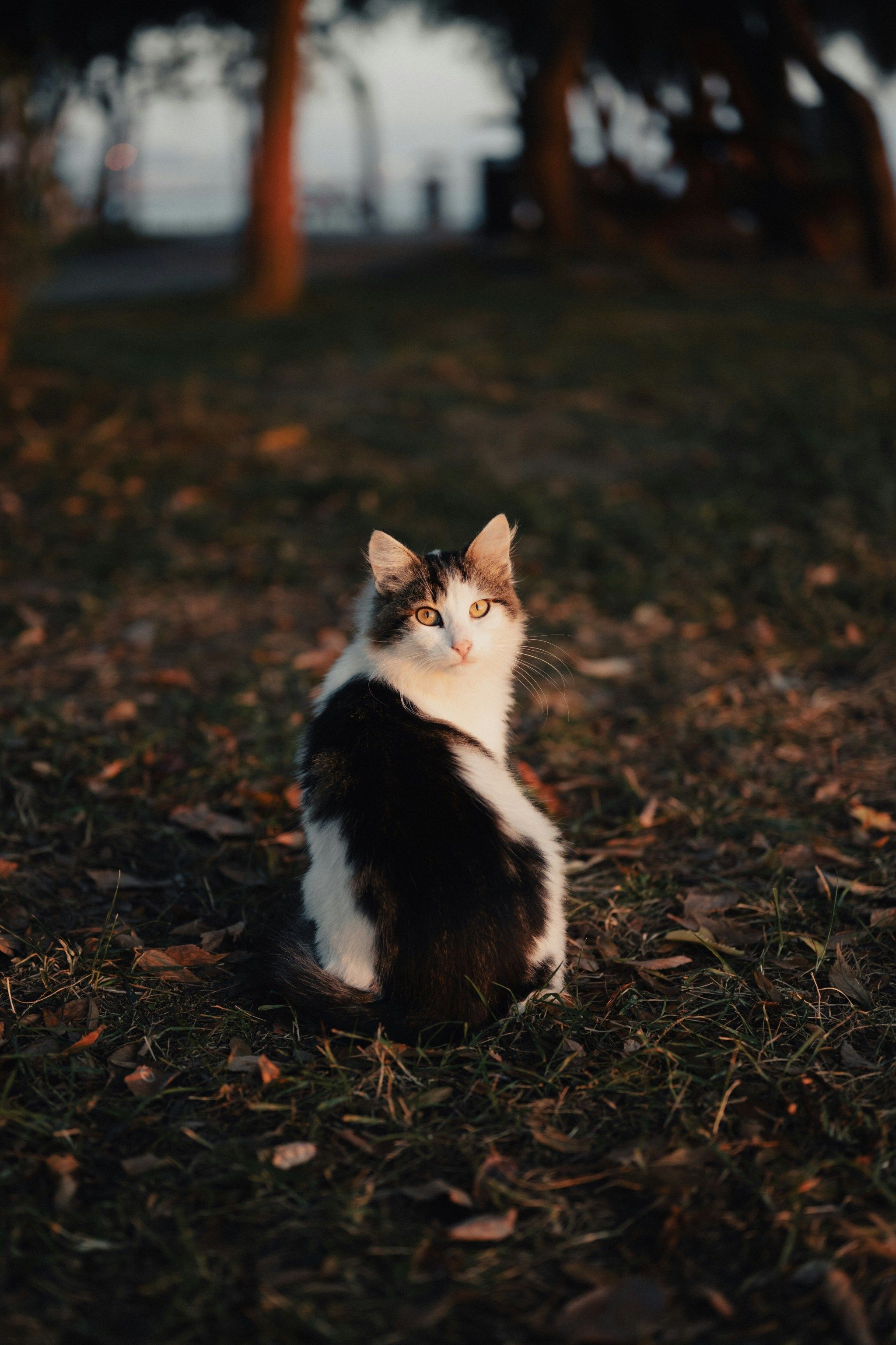2048x3072, 632 Kb / кот, кошка