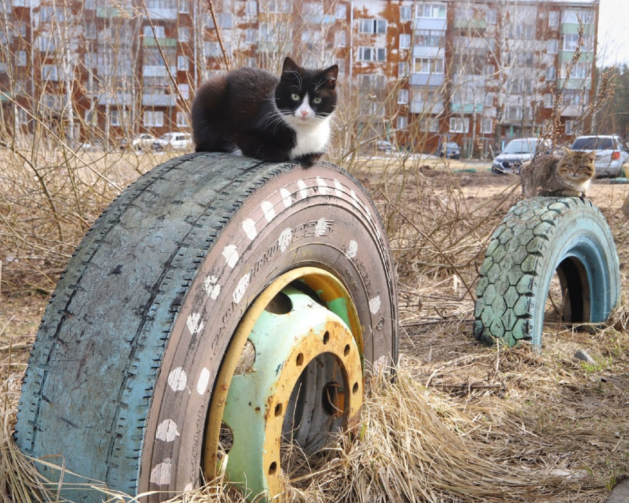 1280x1023, 327 Kb / Углич, кот, кошка, колесо