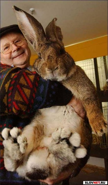 375x640, 50 Kb / кролик, лапы, огромный