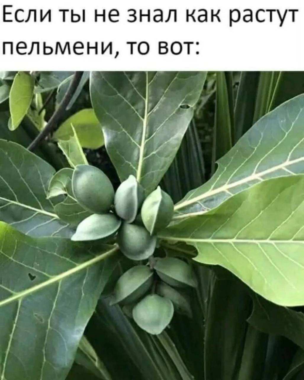 1027x1280, 121 Kb / пельмени, растение