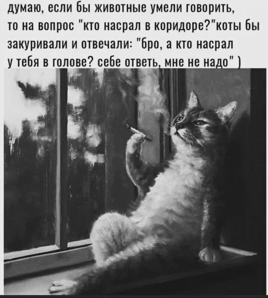 540x600, 49 Kb / кот, насрал, окно, сигарета
