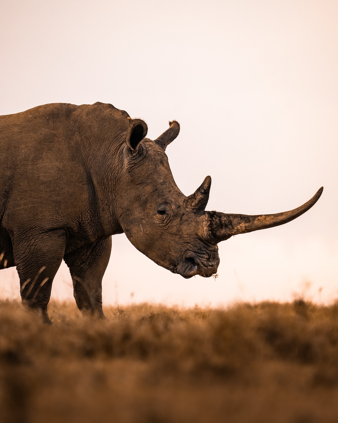 1440x1800, 443 Kb / носорог