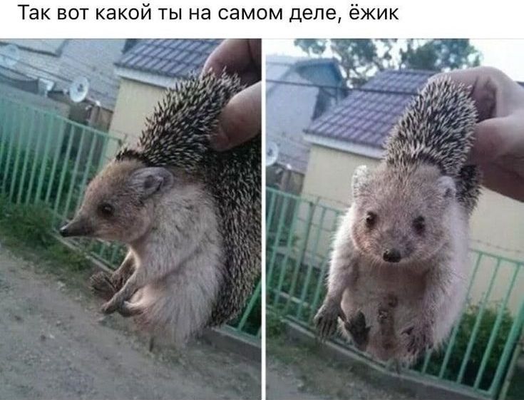 735x561, 67 Kb / Ежик