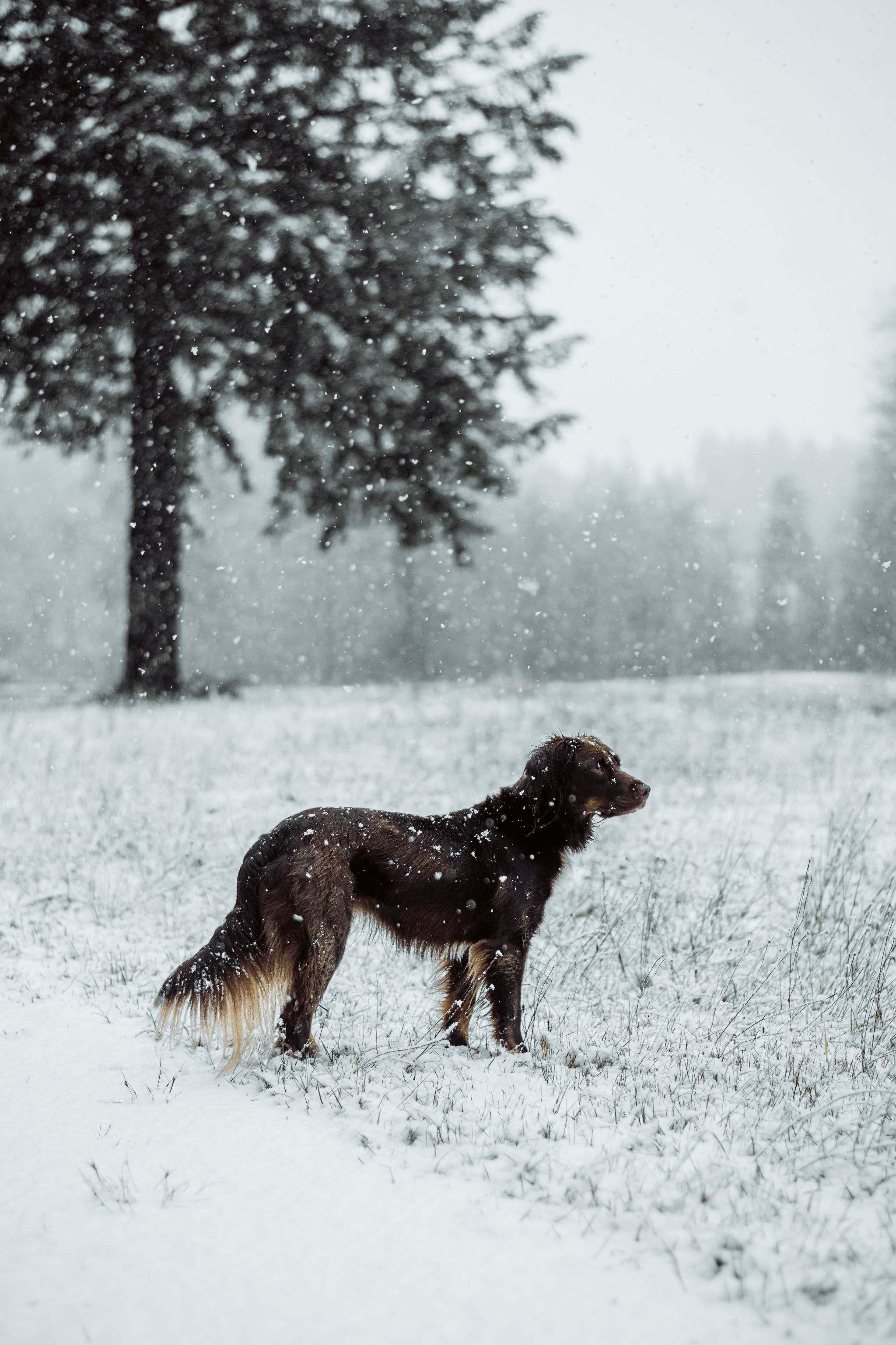 2048x3072, 580 Kb / собака, снег, дерево