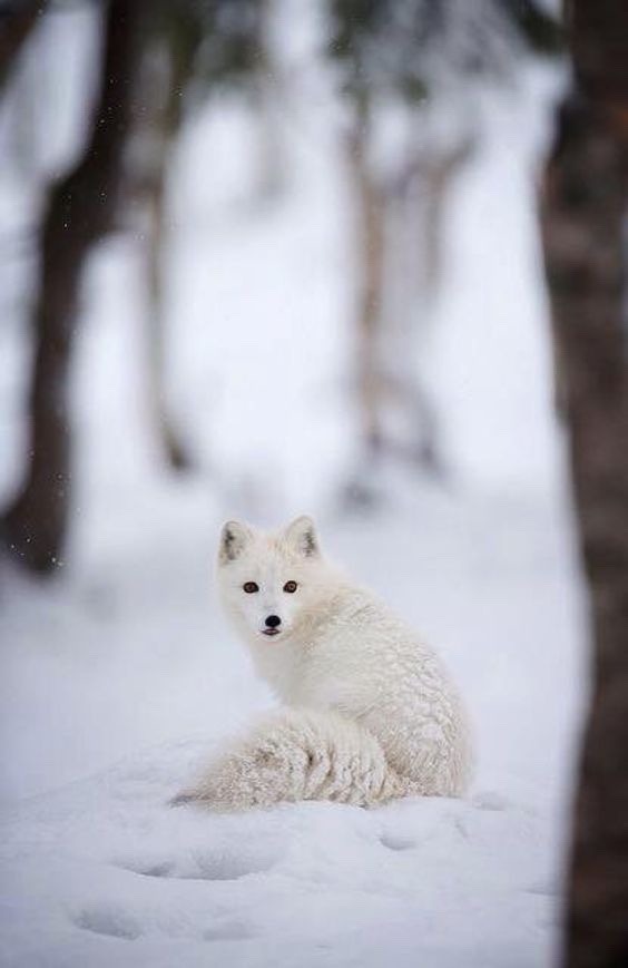 564x869, 44 Kb / песец