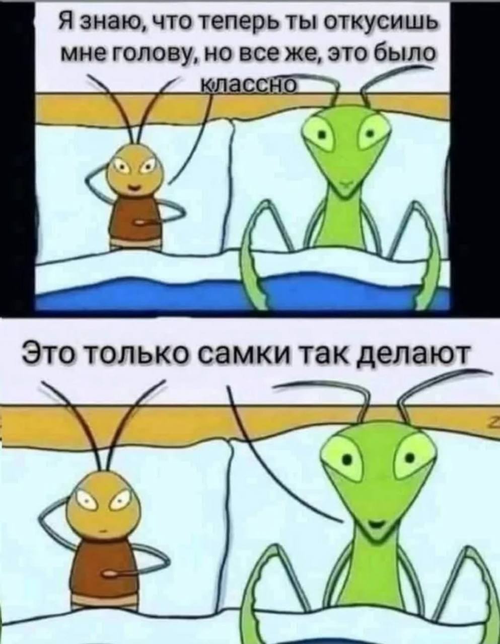 993x1280, 97 Kb / самка, богомол, голова