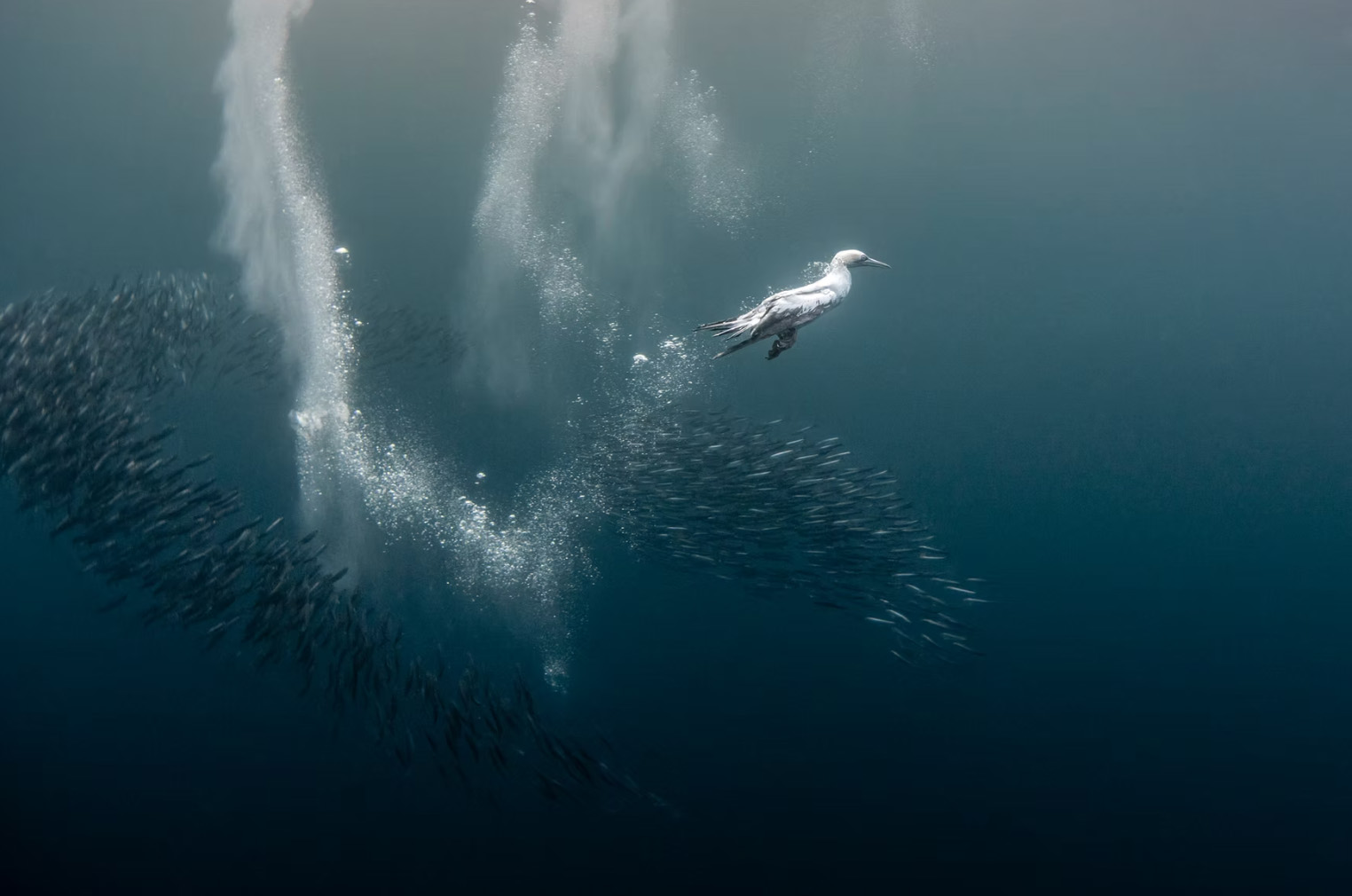 1524x1010, 184 Kb / рыба, птица, под водой, косяк, нырок