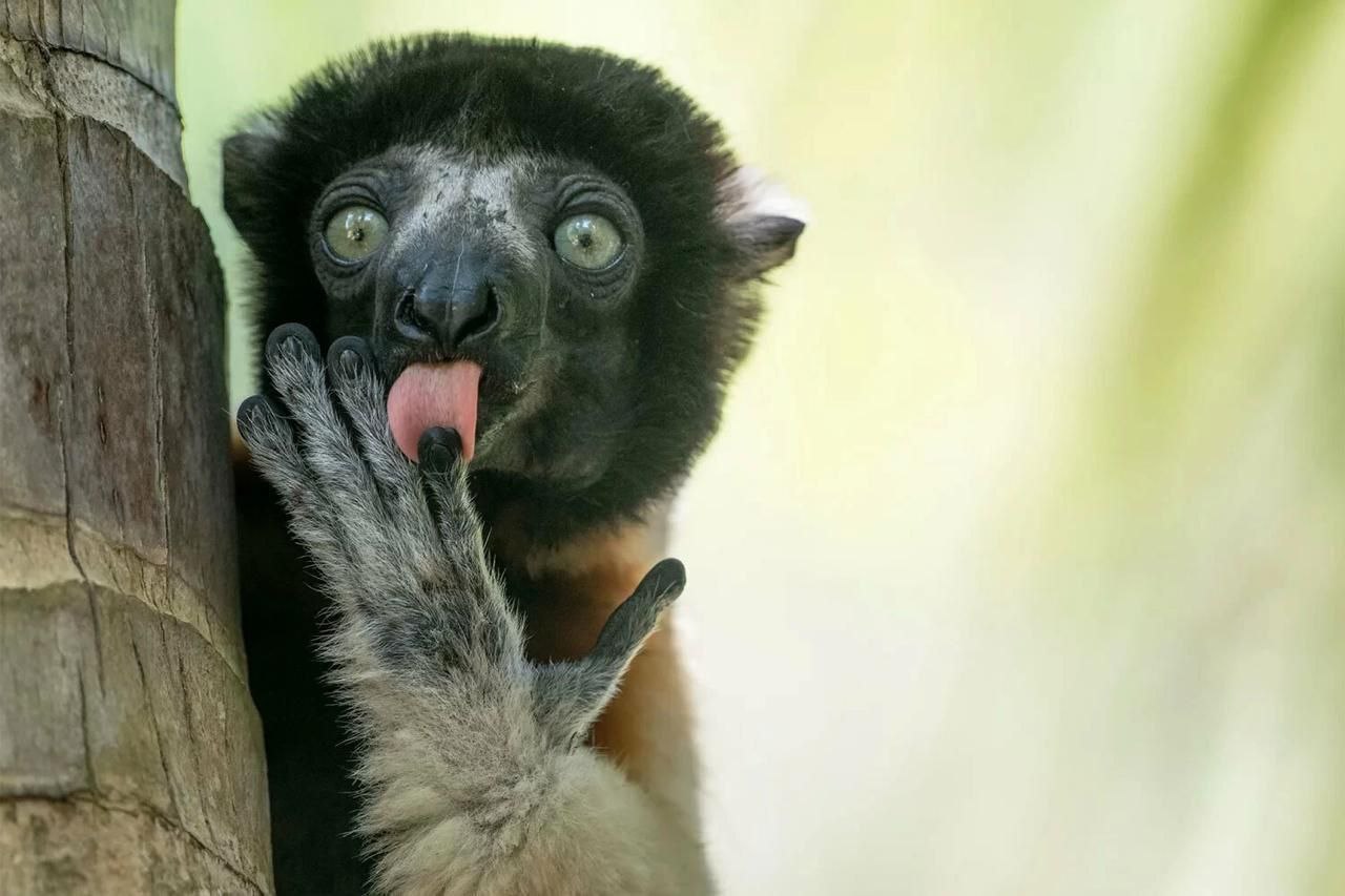 1280x853, 119 Kb / примат, обезьяна, лемур, язык, дерево, ствол