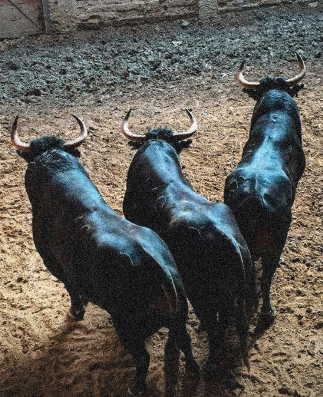 1128x1386, 459 Kb / бык