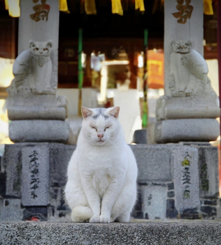 768x851, 126 Kb / кошка,храм,япония