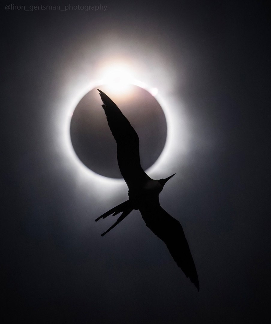 904x1080, 67 Kb / Птица, затмение, солнце, луна