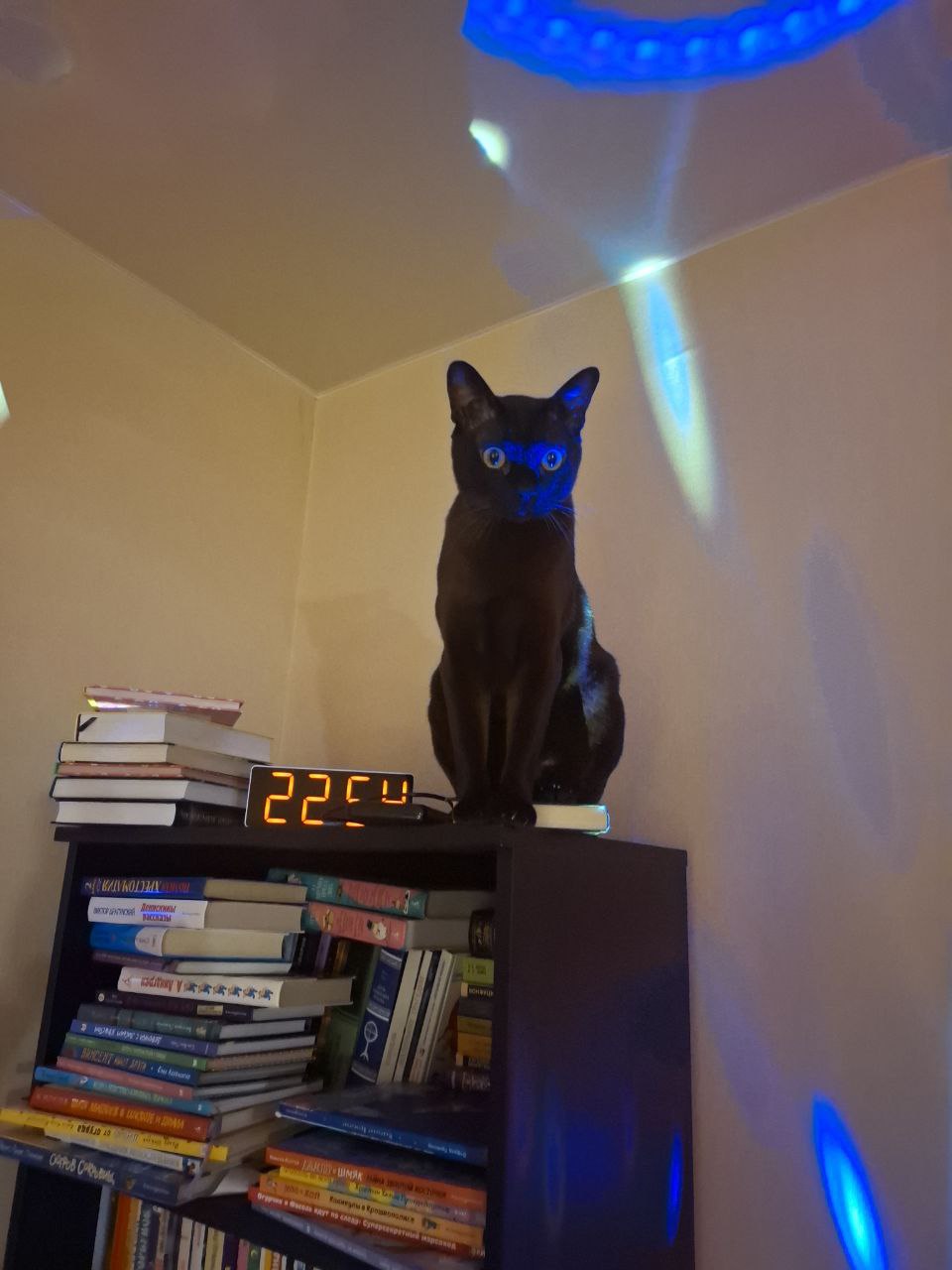 960x1280, 102 Kb / кот, часы, полка, шкаф, книги, дискотека