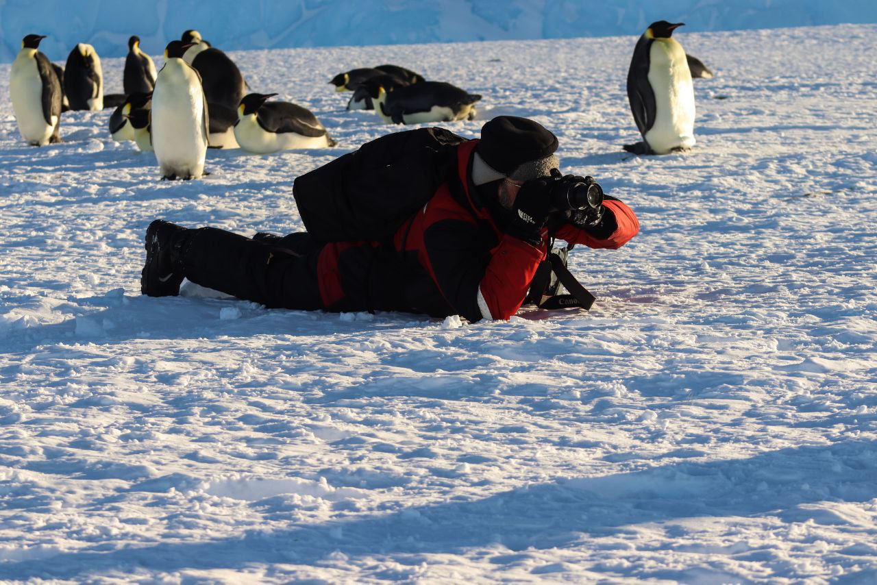1280x854, 249 Kb / фотограф, пингвин, фотоаппарат