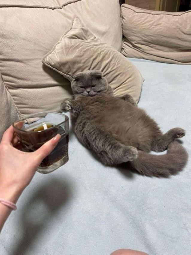 638x850, 63 Kb / Кот, подушка, стакан, напиток