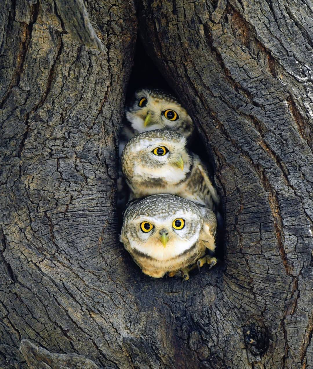 1080x1273, 291 Kb / сова, дупло, дерево, три