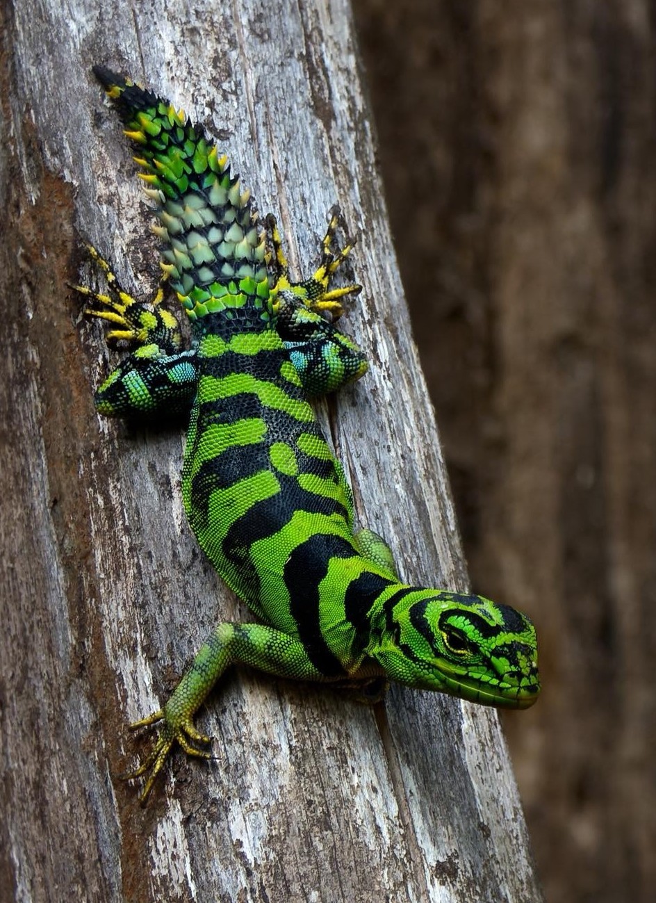 944x1299, 386 Kb / ящерица, зеленый