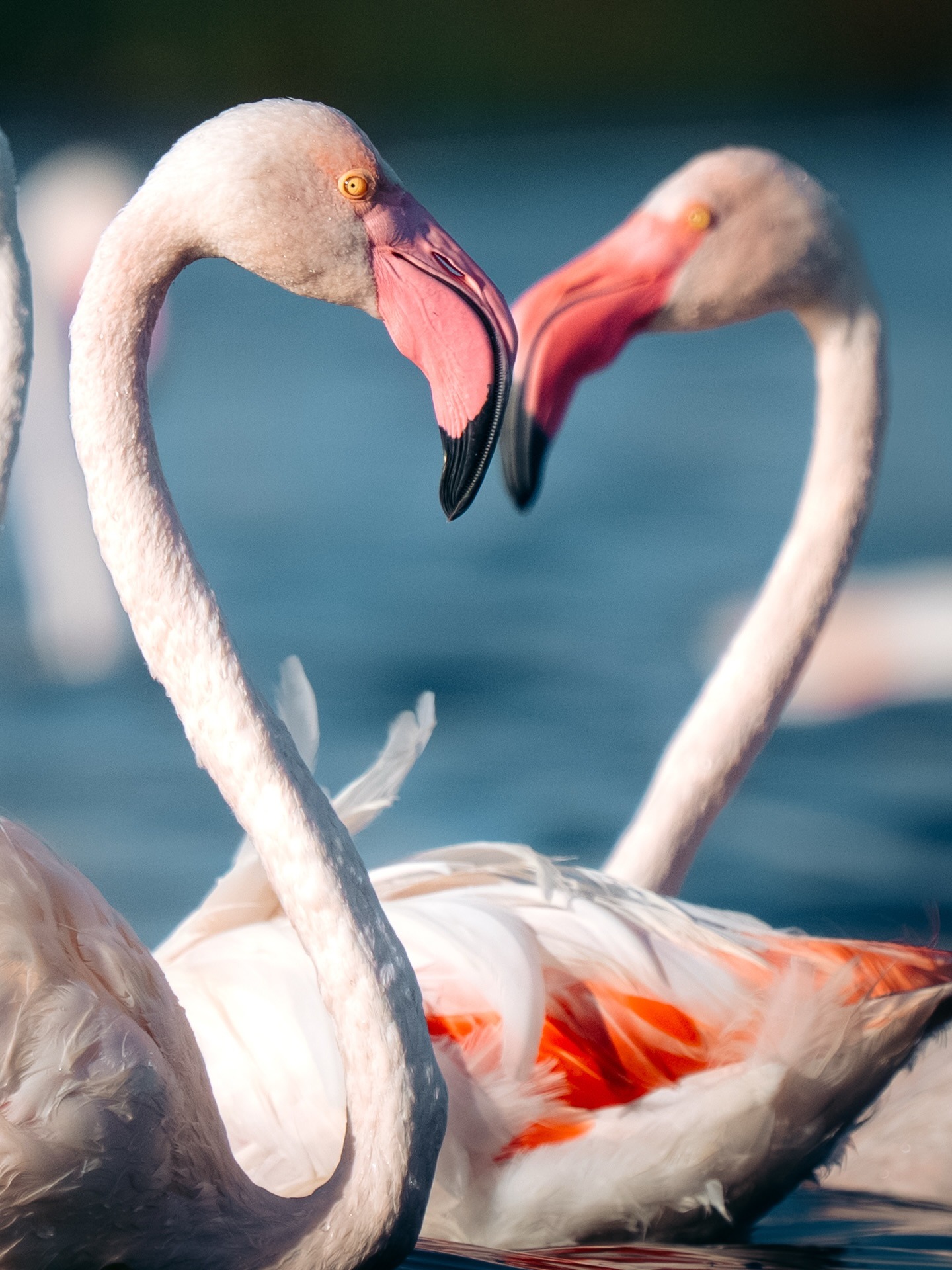 1440x1920, 524 Kb / фламинго